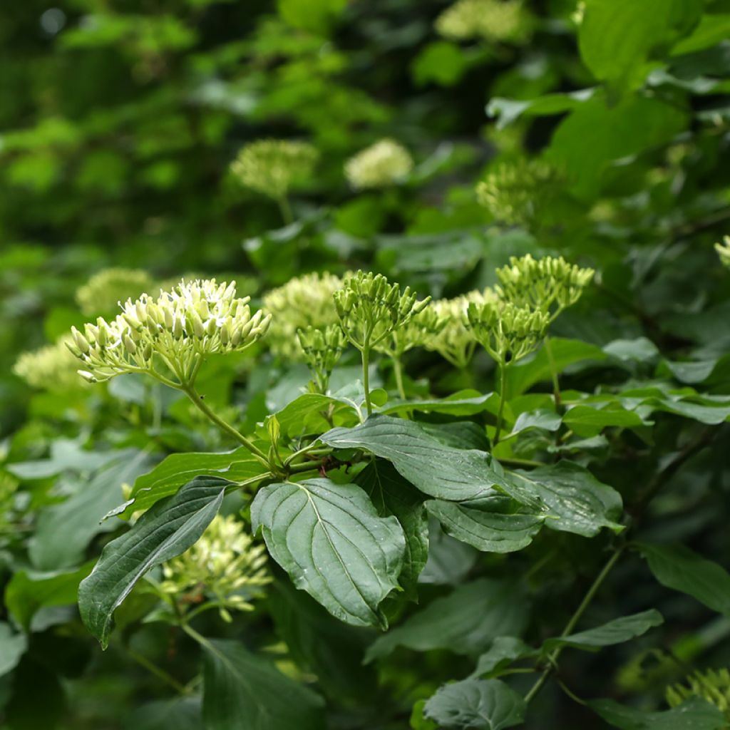 Cornus controversa - Giant Dogwood