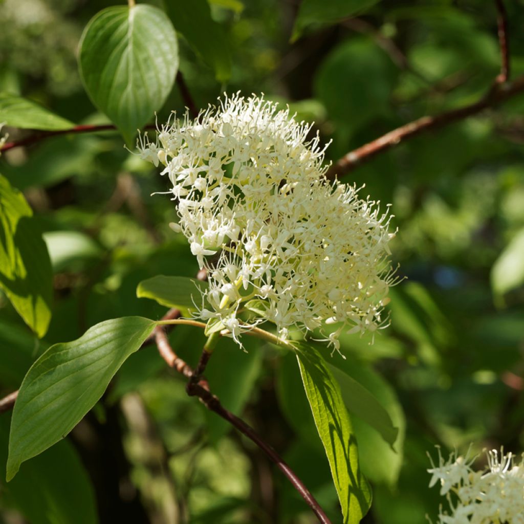 Cornus controversa Pagoda - Giant Dogwood