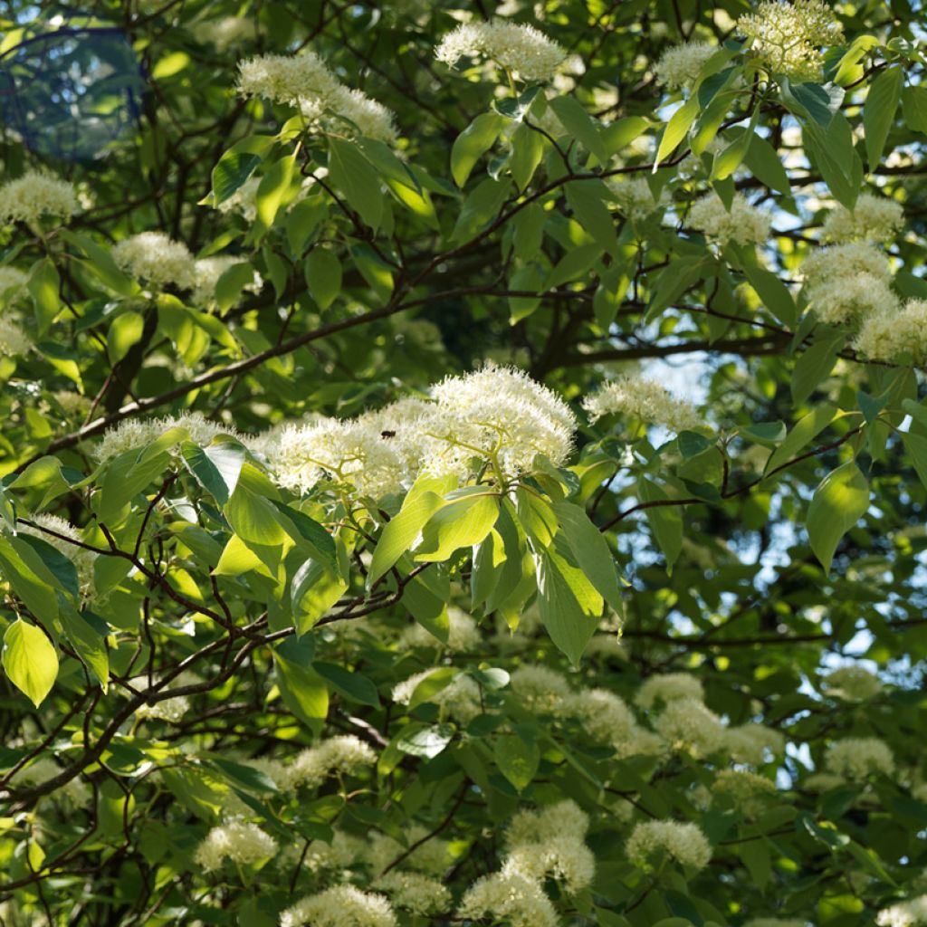 Cornus controversa Pagoda - Giant Dogwood