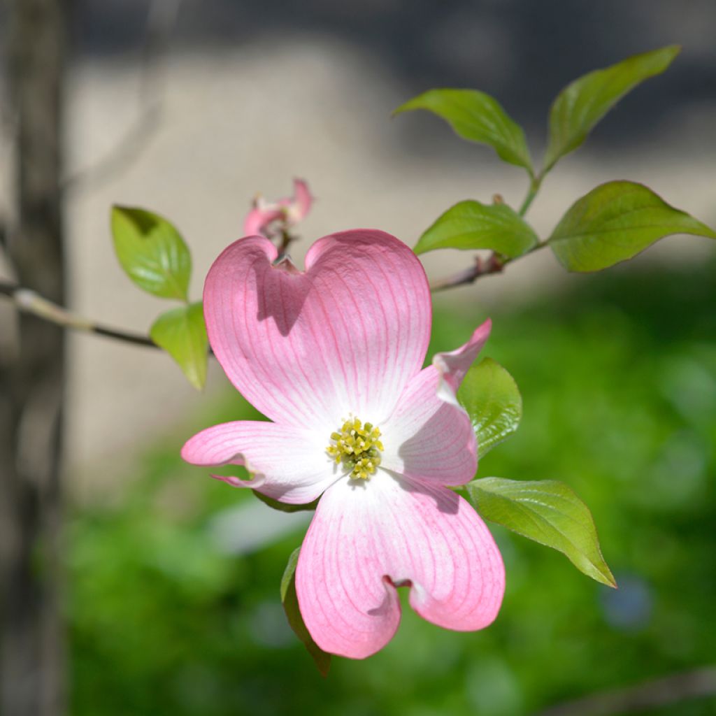 Cornus florida Cherokee Chief - Flowering Dogwood