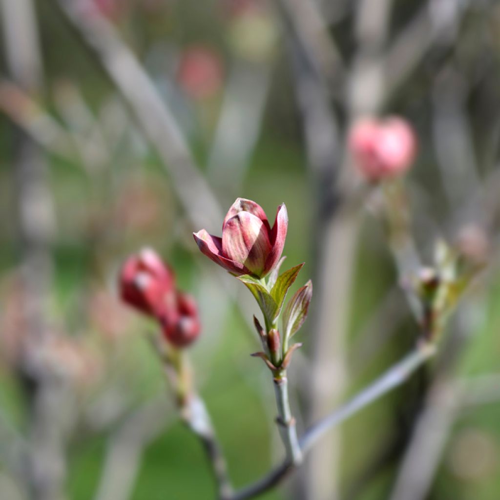 Cornus florida Cherokee Chief - Flowering Dogwood