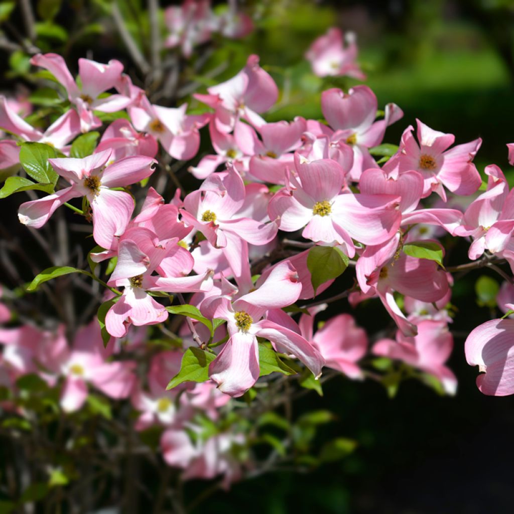 Cornus florida Cherokee Chief - Flowering Dogwood