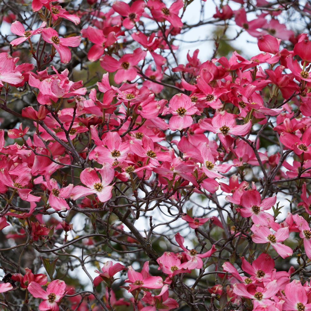 Cornus florida Cherokee Sunset - Flowering Dogwood