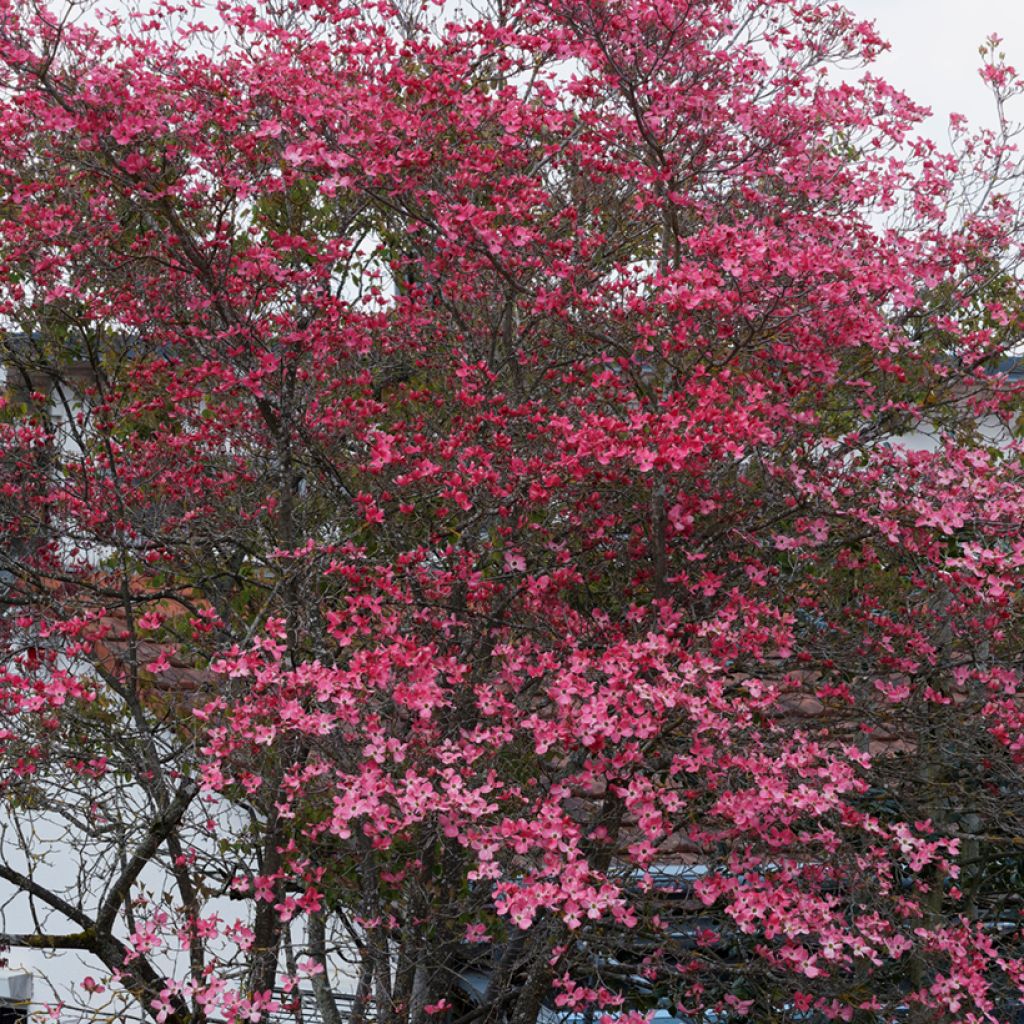Cornus florida Cherokee Sunset - Flowering Dogwood