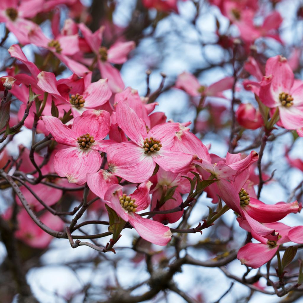 Cornus florida Cherokee Sunset - Flowering Dogwood