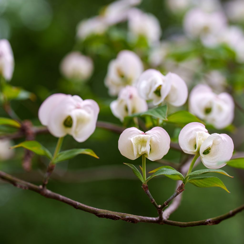 Cornus florida Cloud Nine - Flowering Dogwood