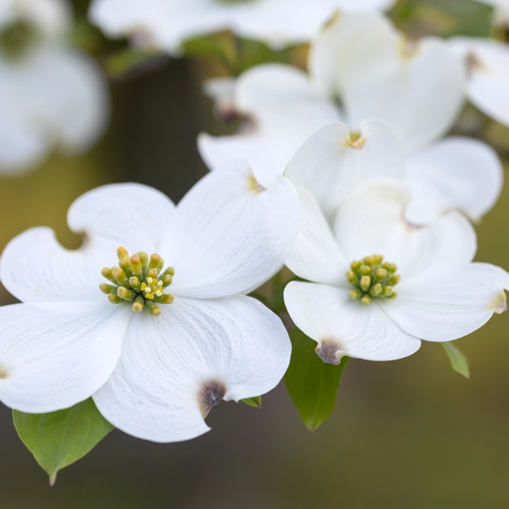 Flowering Dogwood - Cornus florida
