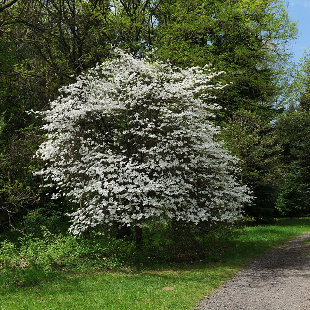 Flowering Dogwood - Cornus florida