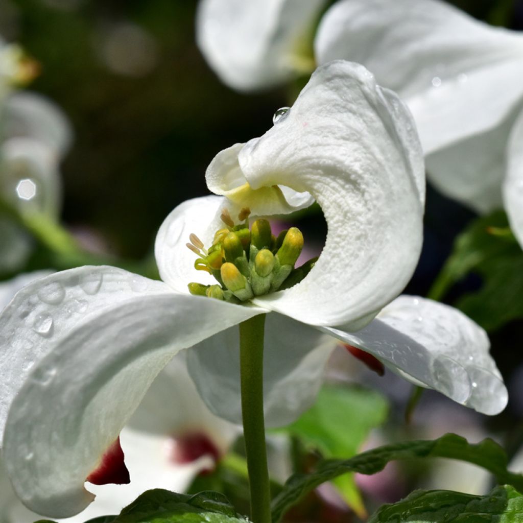 Flowering Dogwood - Cornus florida
