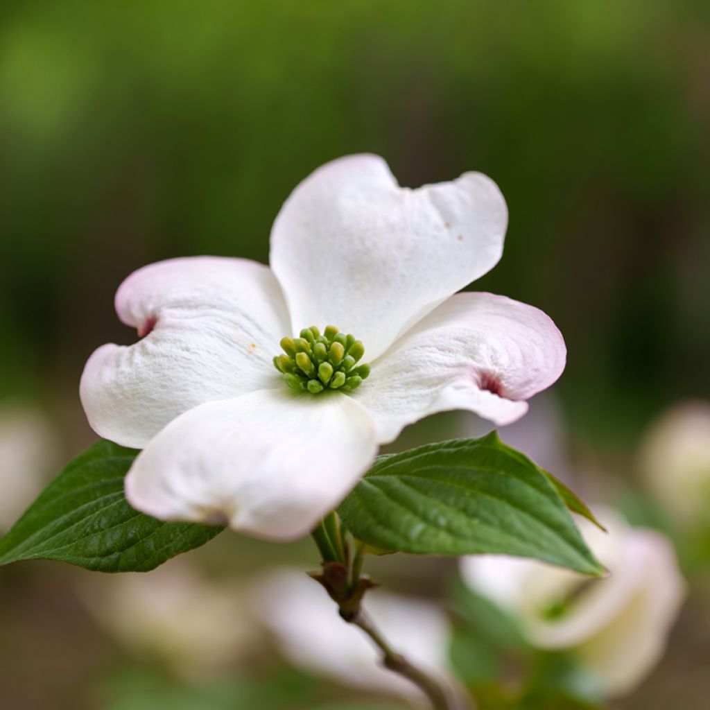 Flowering Dogwood - Cornus florida