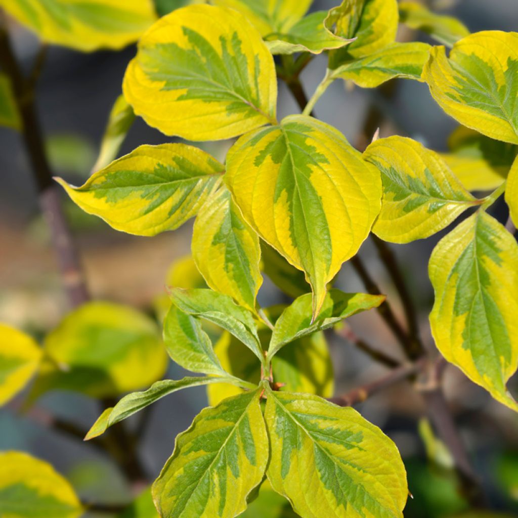 Cornus florida Rainbow - Flowering Dogwood