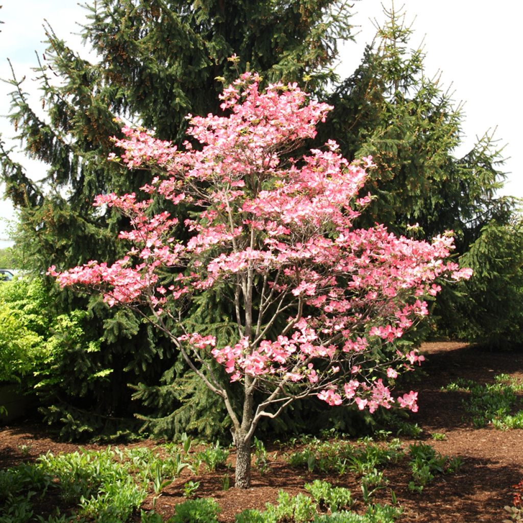 Cornus florida Rubra - Flowering Dogwood