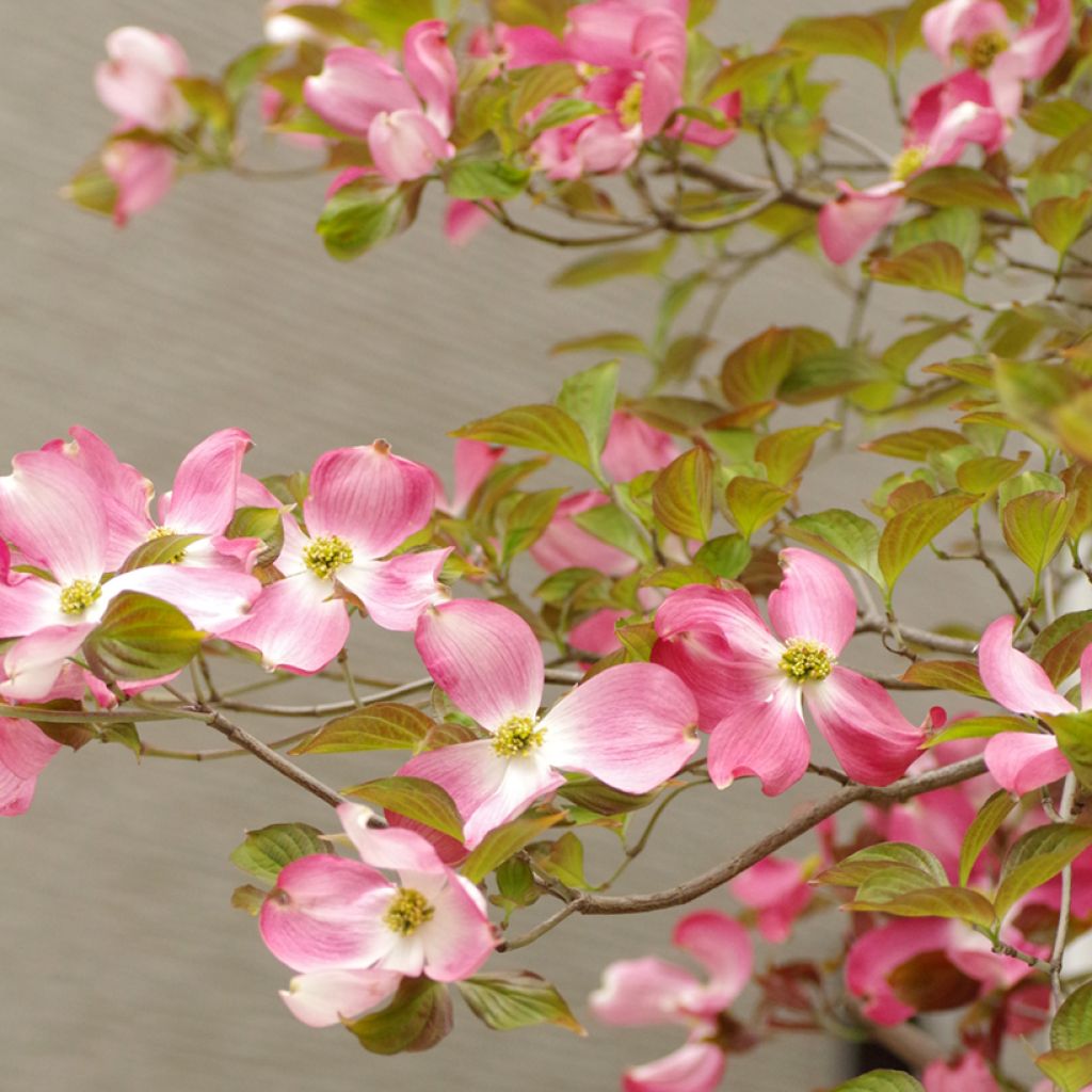 Cornus florida Rubra - Flowering Dogwood