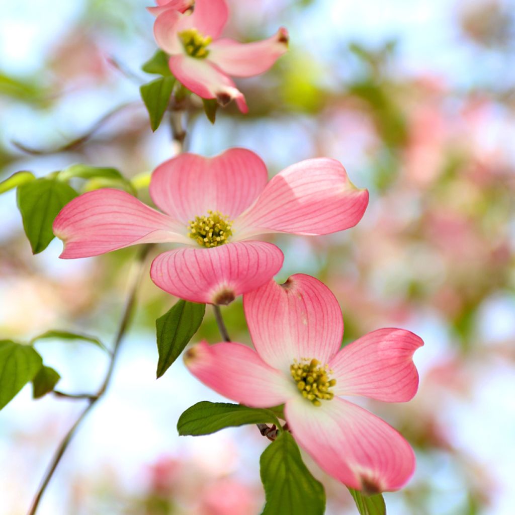 Cornus florida Rubra - Flowering Dogwood