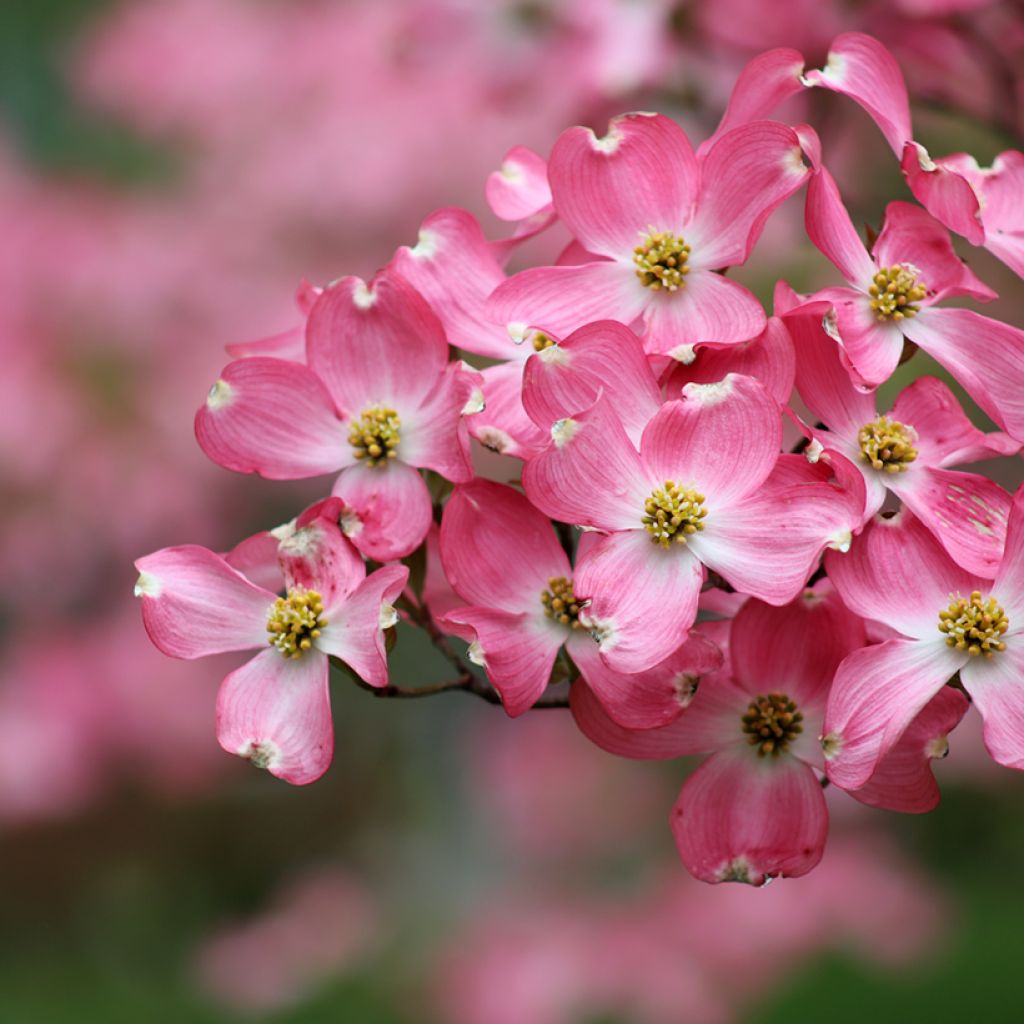 Cornus florida Rubra - Flowering Dogwood