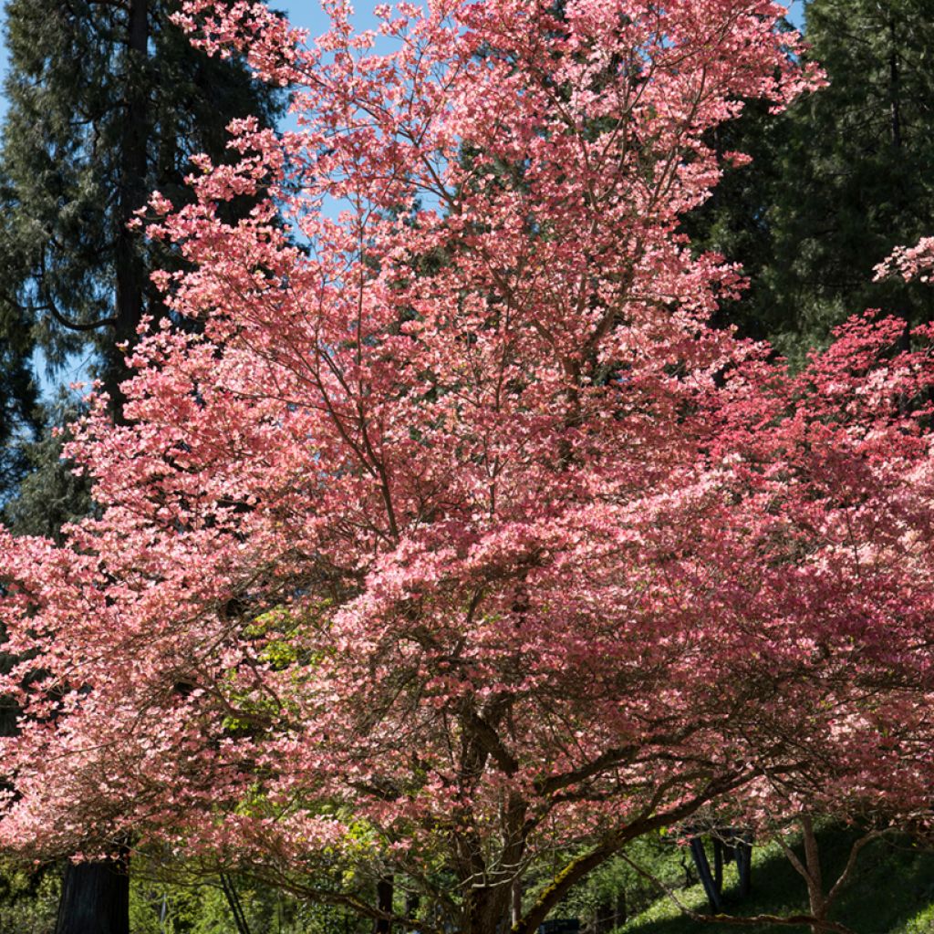 Cornus florida Rubra - Flowering Dogwood