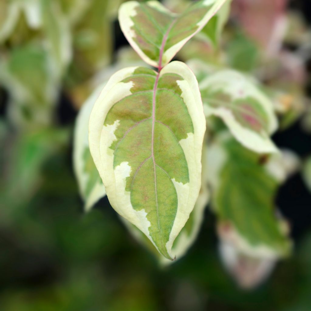 Cornus kousa Akatsuki