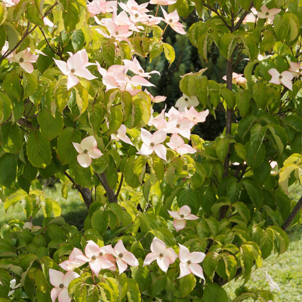Cornus kousa Beni-fuji - Kousa Dogwood