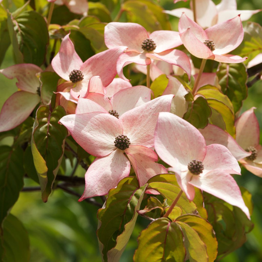 Cornus kousa Beni-fuji - Kousa Dogwood