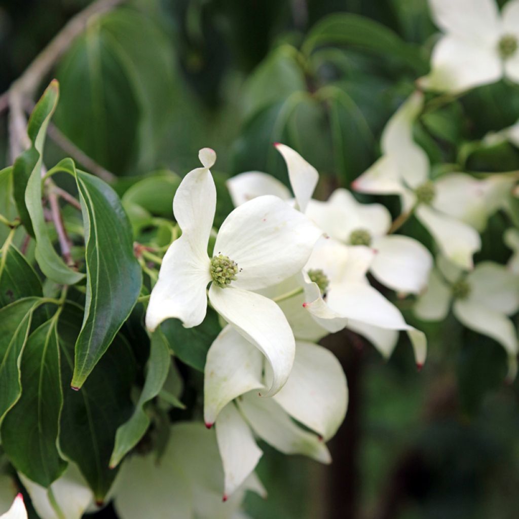 Cornus kousa Blue Shadow - Flowering Dogwood