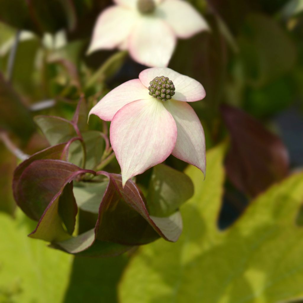 Cornus kousa Cappuccino - Flowering Dogwood