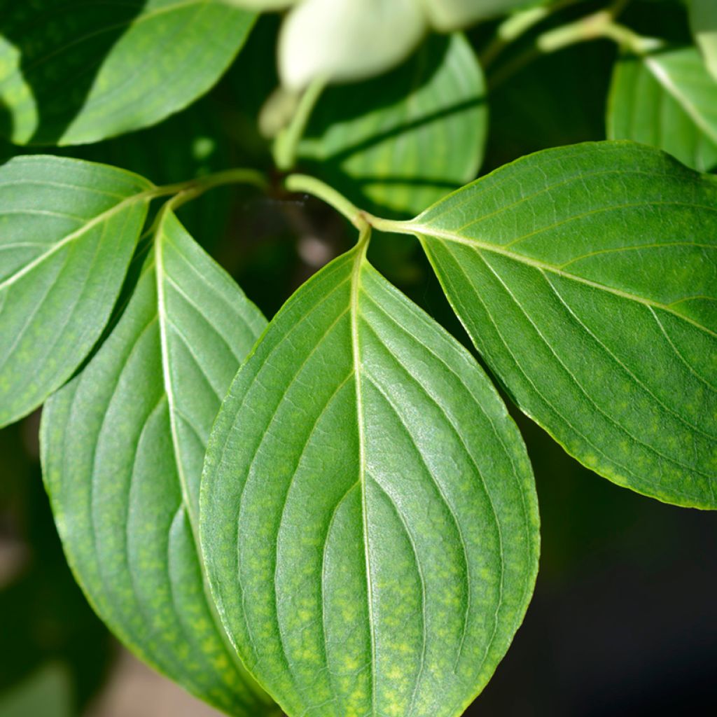 Cornus kousa China Girl - Flowering Dogwood