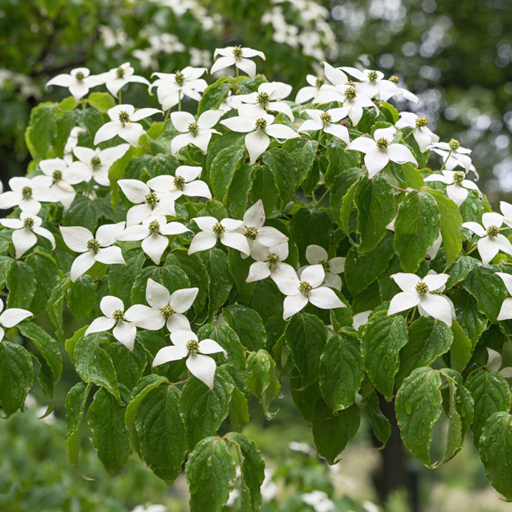 Cornus kousa var. chinensis - Flowering Dogwood
