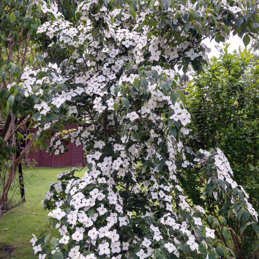 Cornus kousa var. chinensis - Flowering Dogwood
