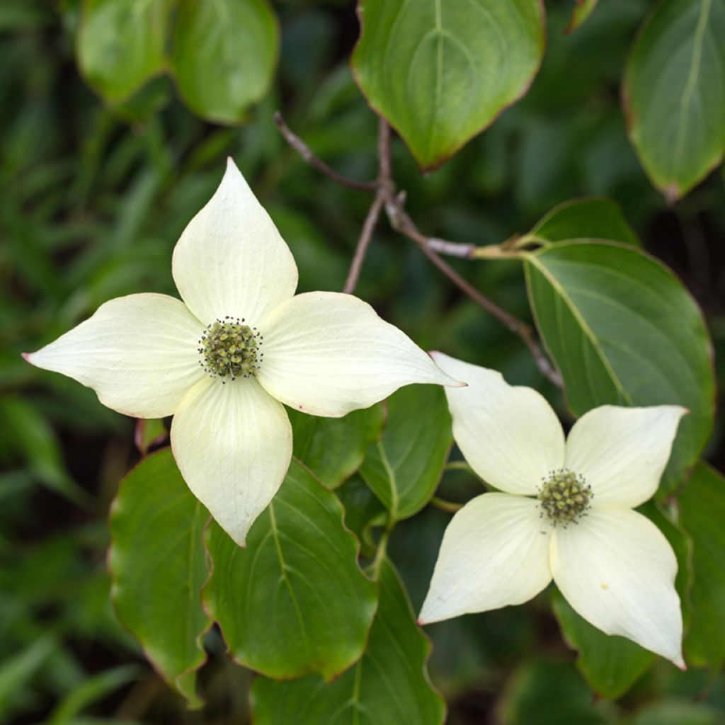 Cornus kousa var. chinensis - Flowering Dogwood