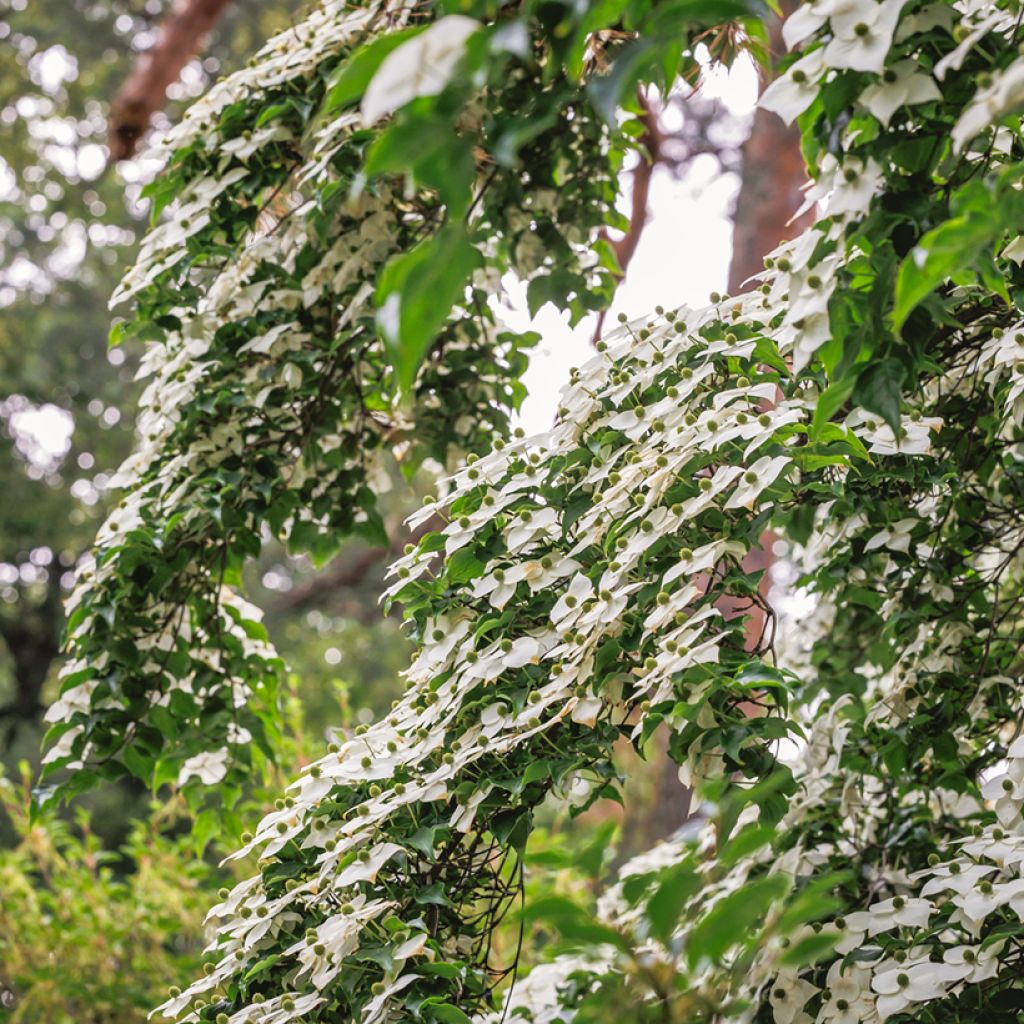 Cornus kousa - Flowering Dogwood