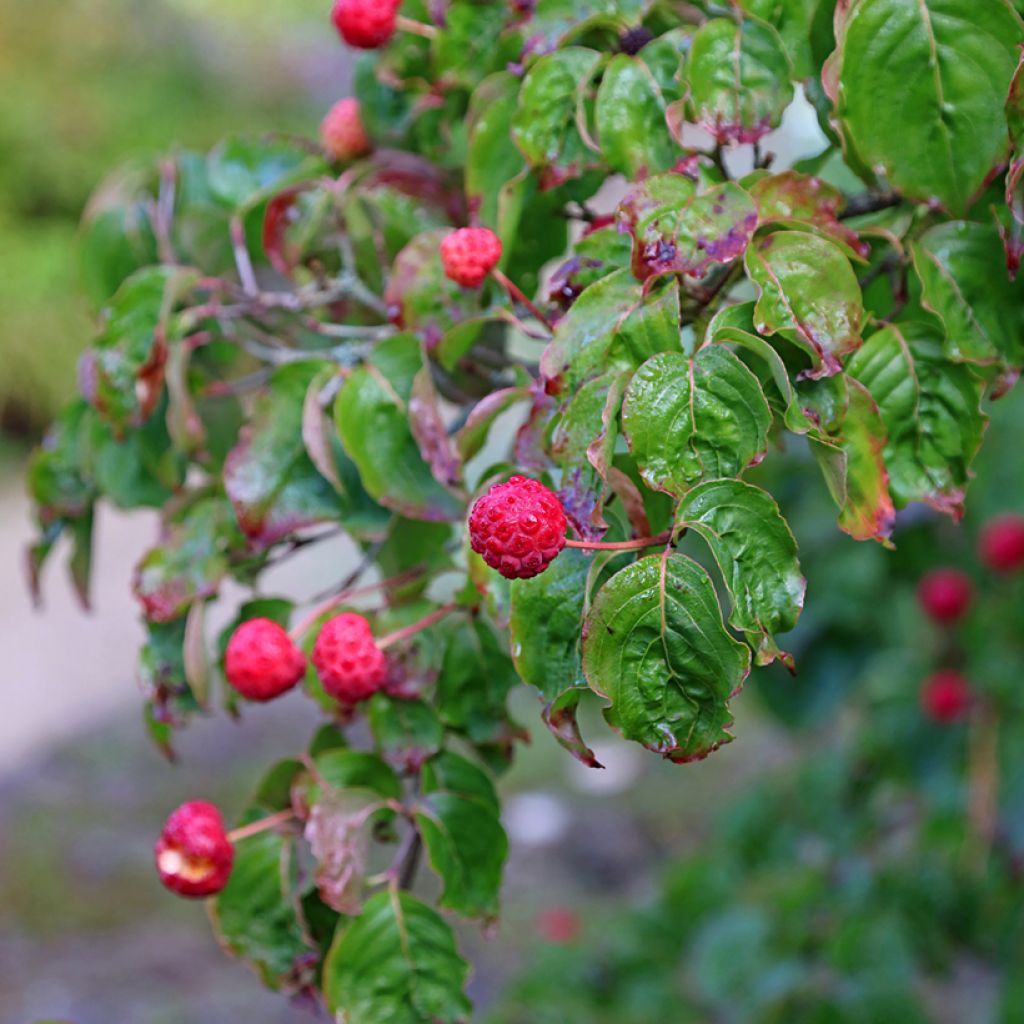 Cornus kousa - Flowering Dogwood