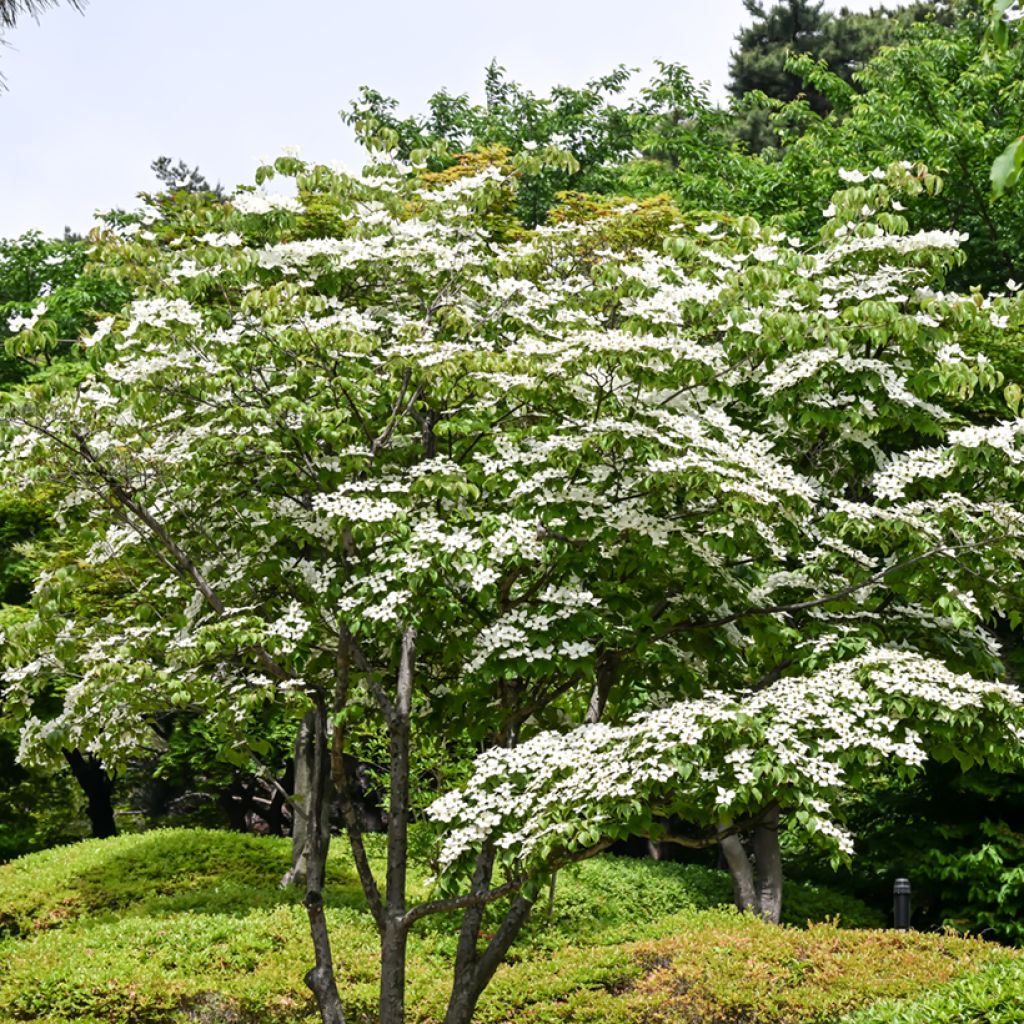 Cornus kousa - Flowering Dogwood