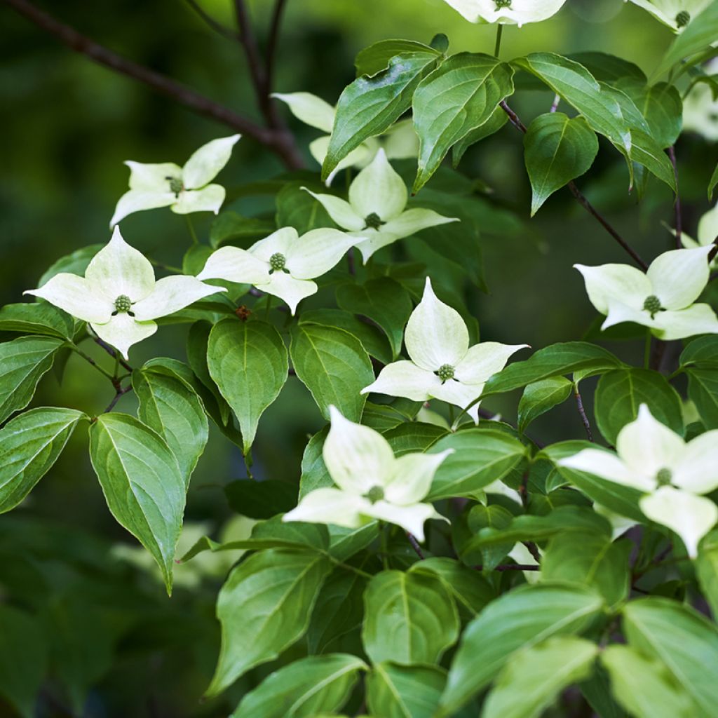 Cornus kousa - Flowering Dogwood