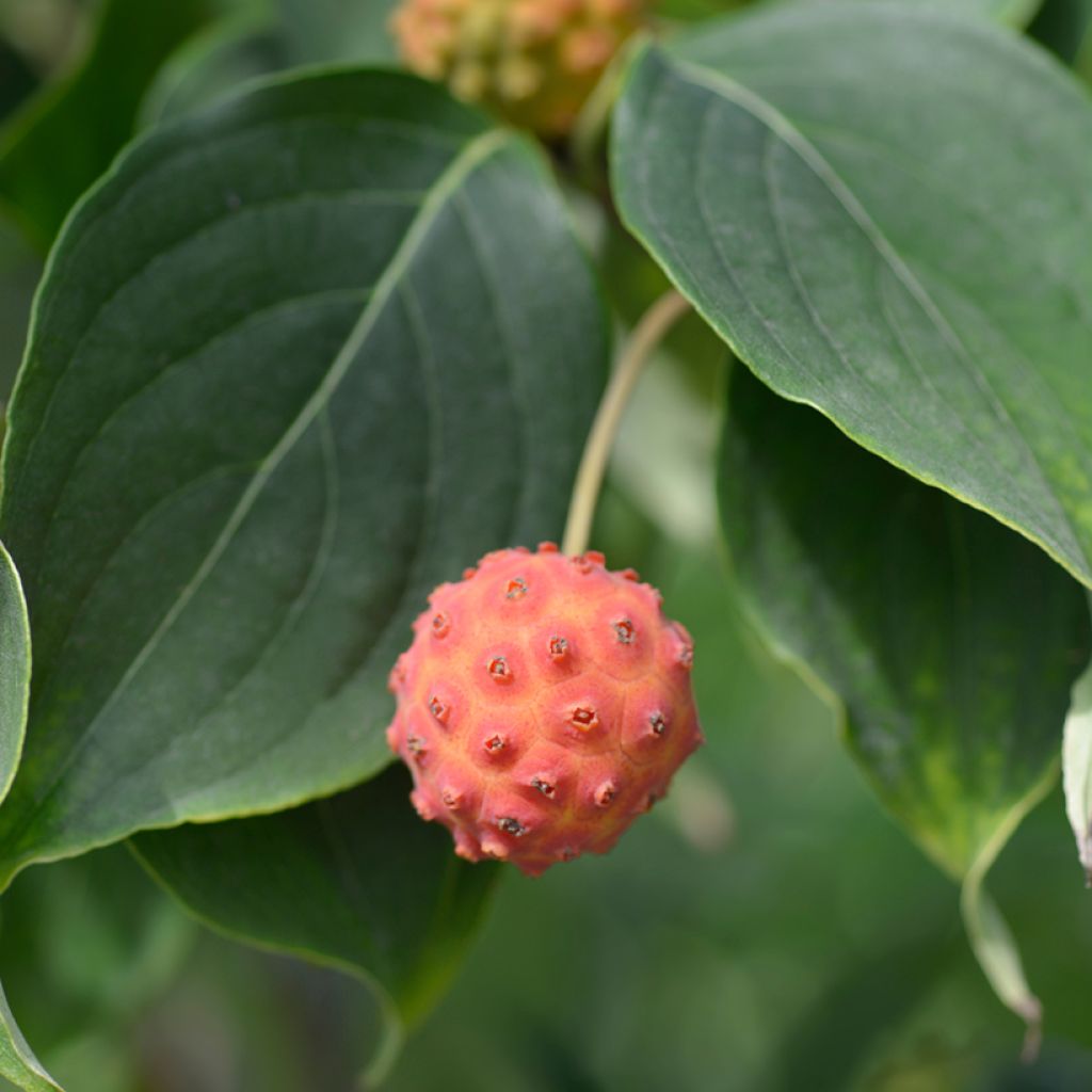 Cornus kousa Galilean - Flowering Dogwood
