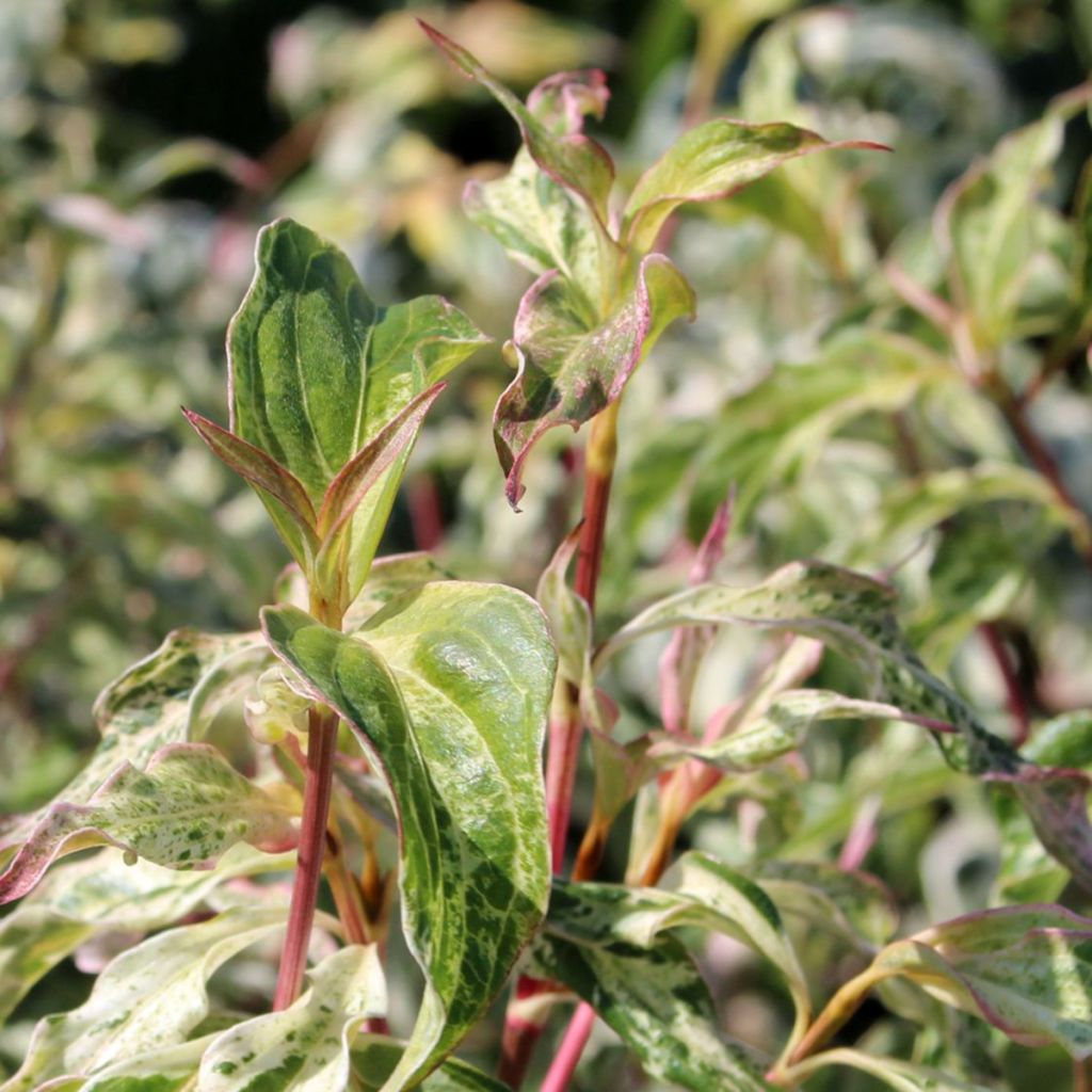 Cornus kousa Pink Lips