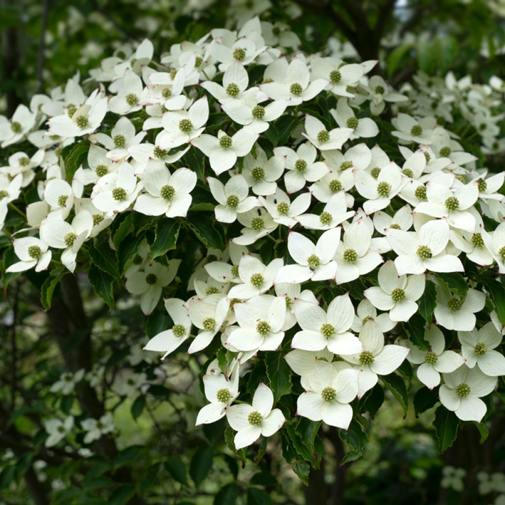Cornus kousa Schmetterling - Flowering Dogwood