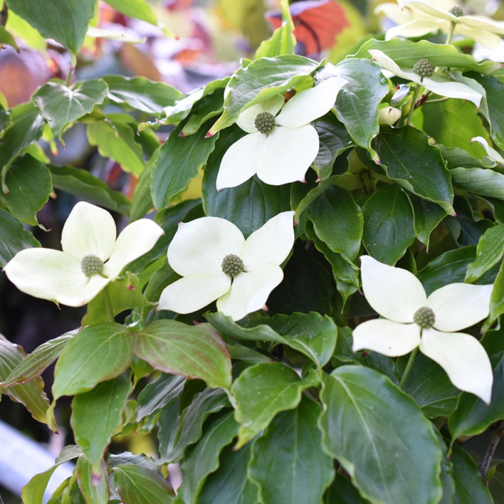 Cornus kousa Teutonia - Flowering Dogwood