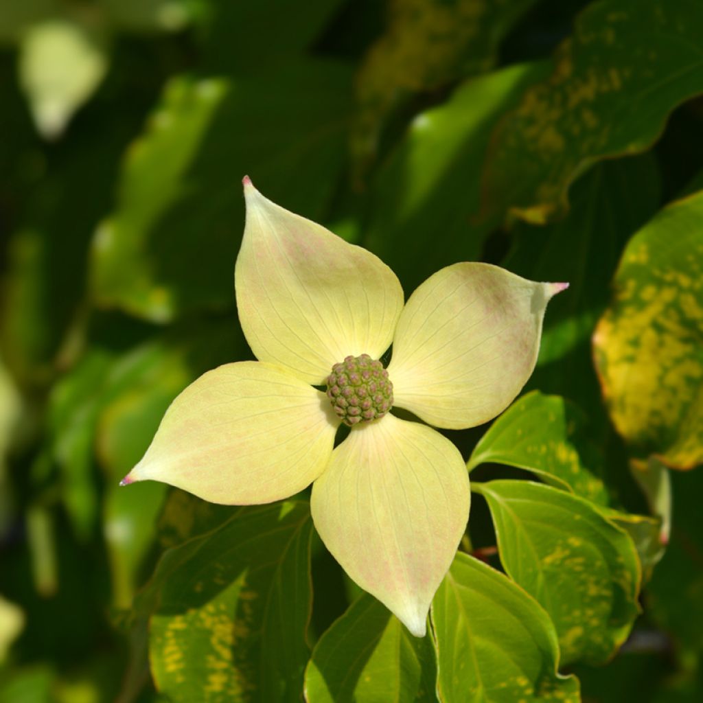 Cornus kousa Teutonia - Flowering Dogwood
