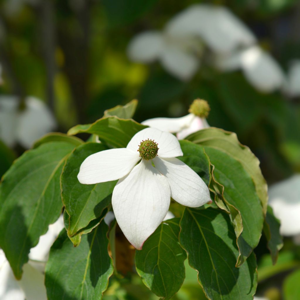Cornus kousa Teutonia - Flowering Dogwood
