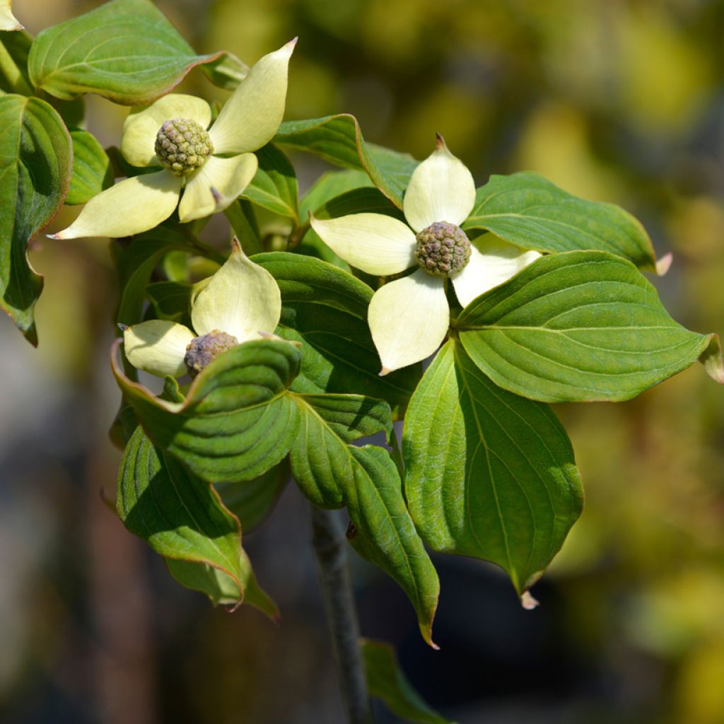 Cornus kousa Teutonia - Flowering Dogwood