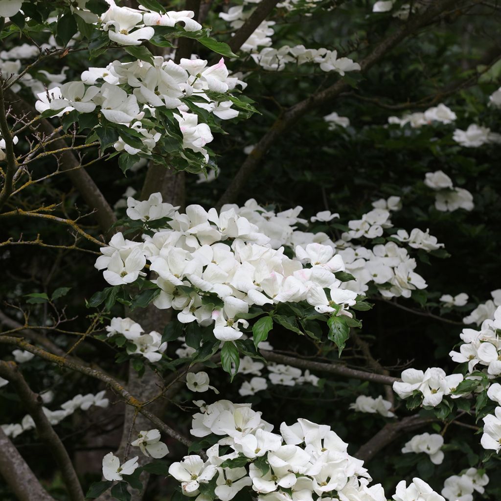 Cornus Venus - Flowering Dogwood