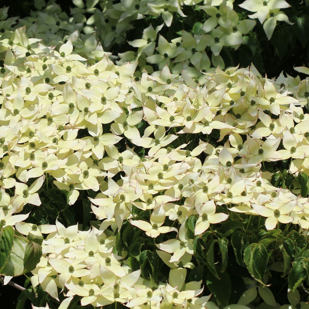Cornus kousa Weisse Fontaine - Flowering Dogwood