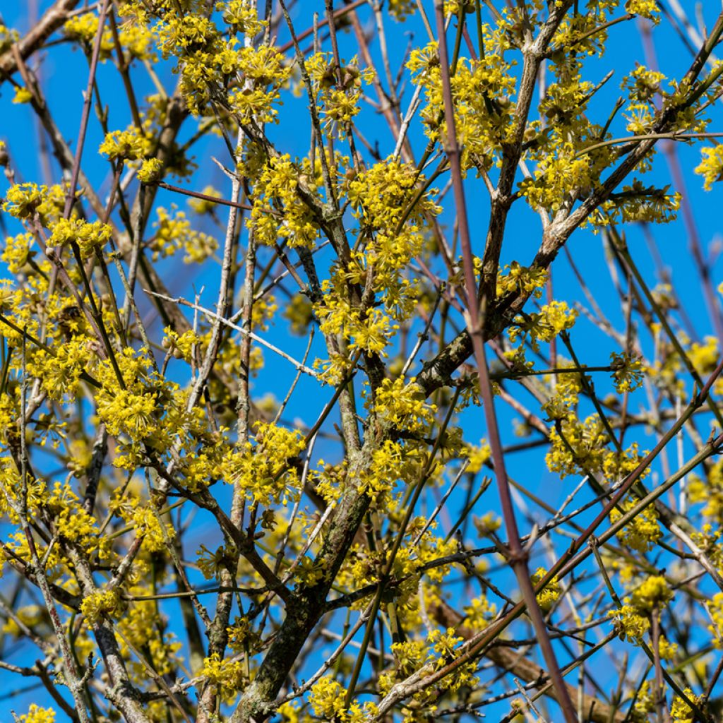 Cornus mas Aurea - European Cornel