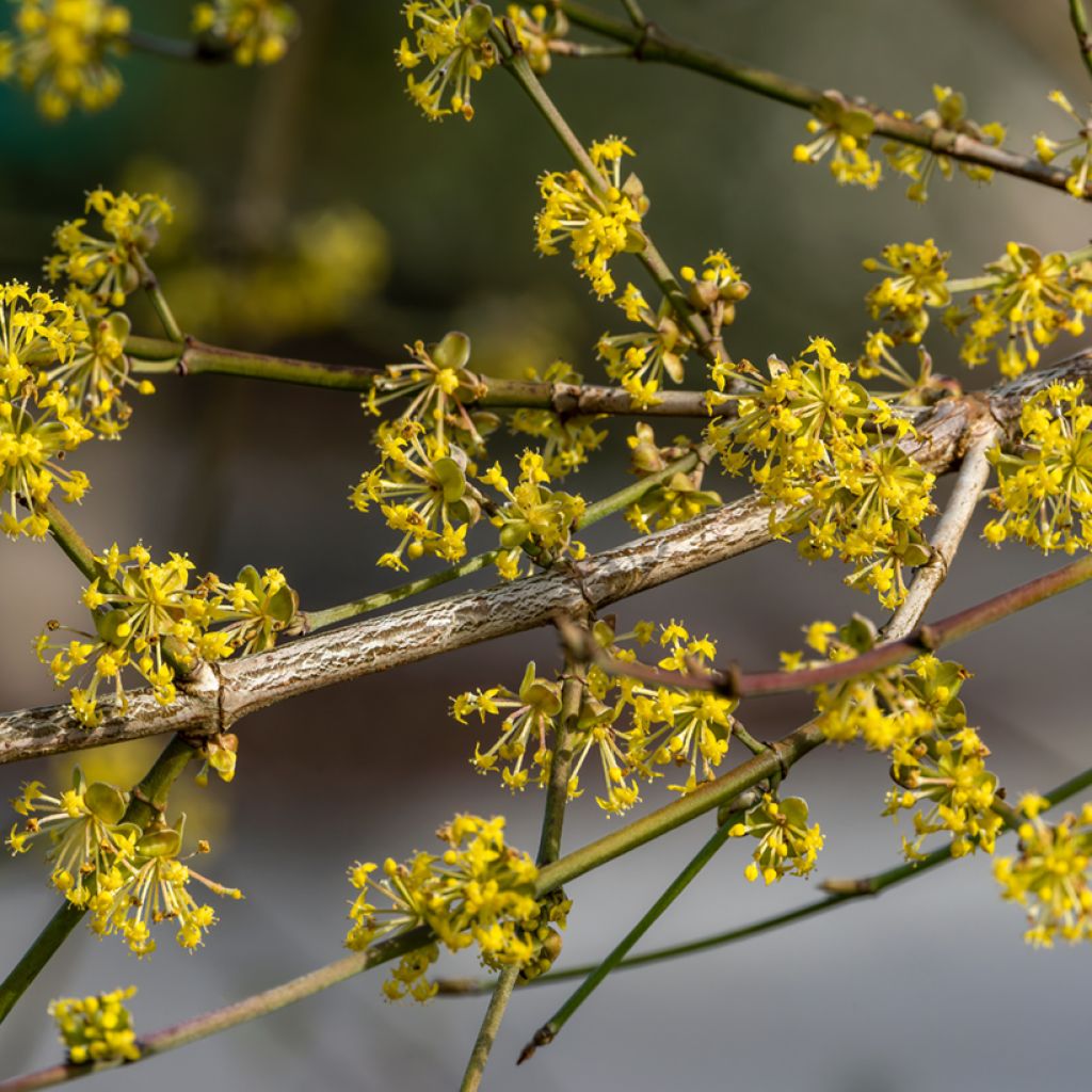 Cornus mas Aurea - European Cornel