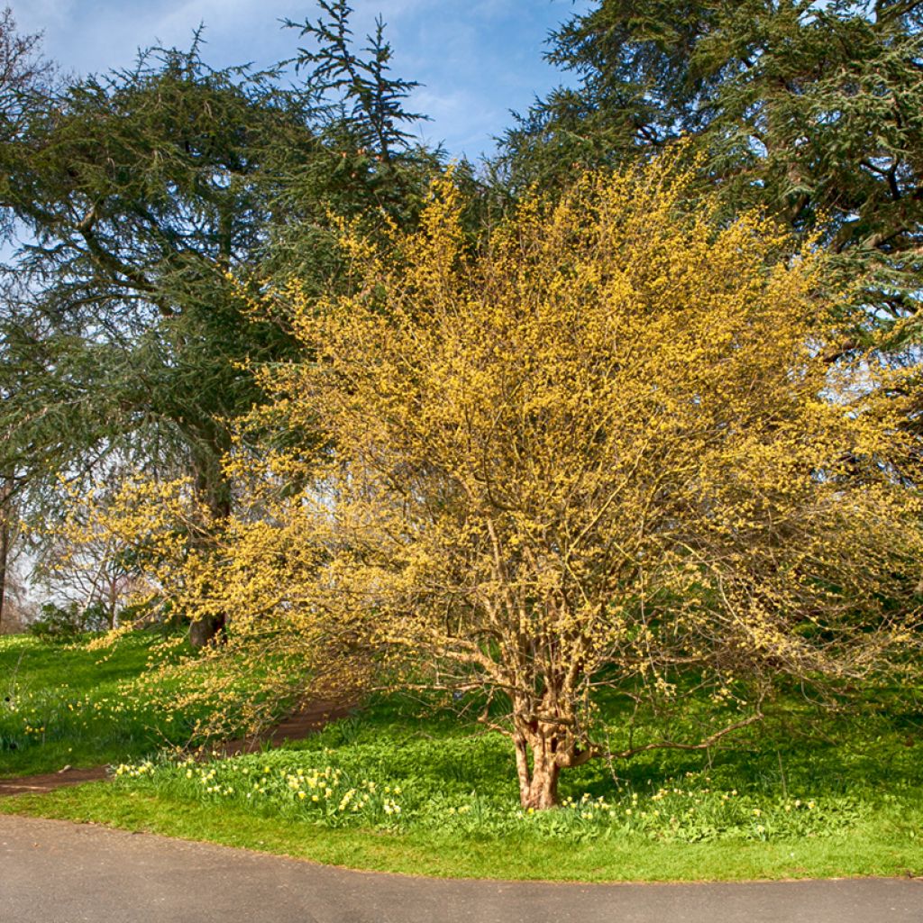 Cornus mas - European Cornel