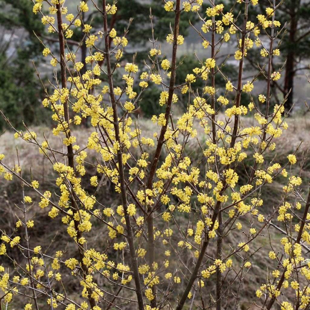 Cornus mas - European Cornel