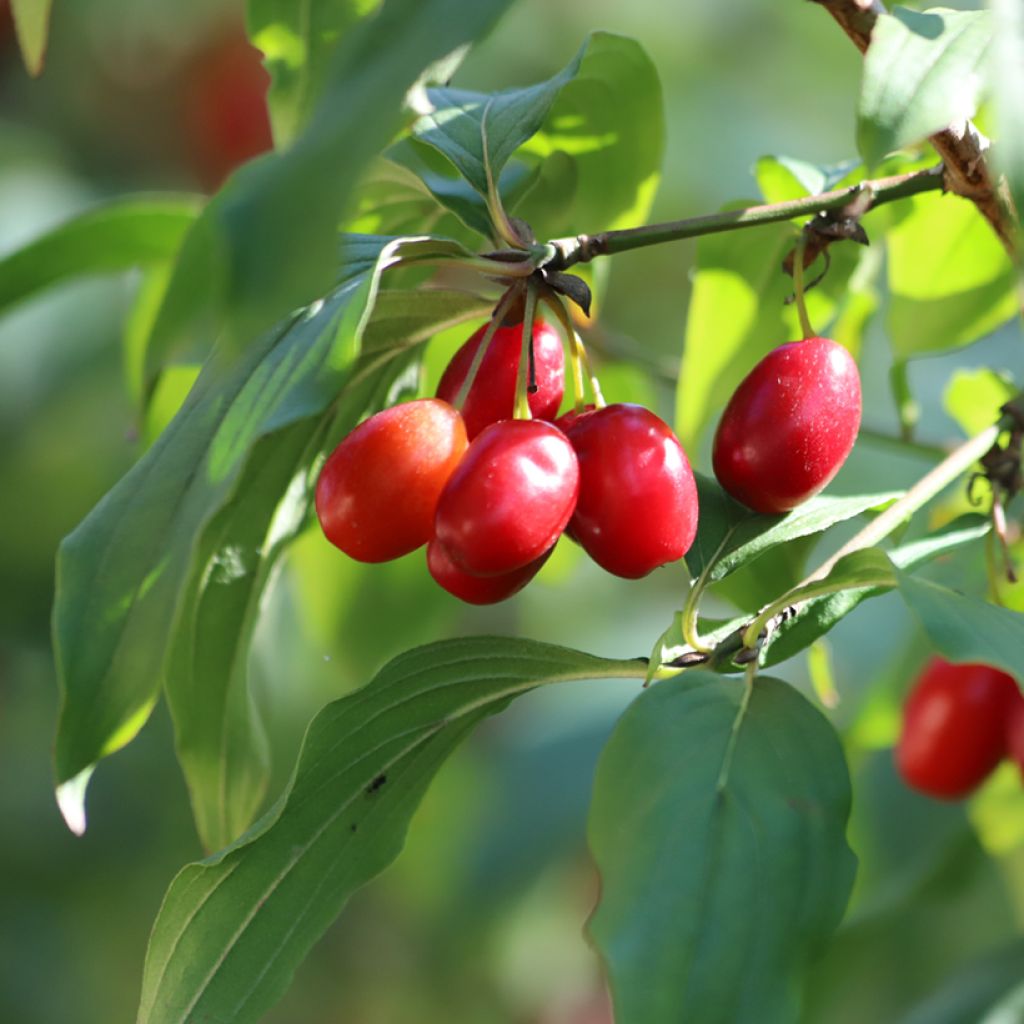 Cornus mas - European Cornel