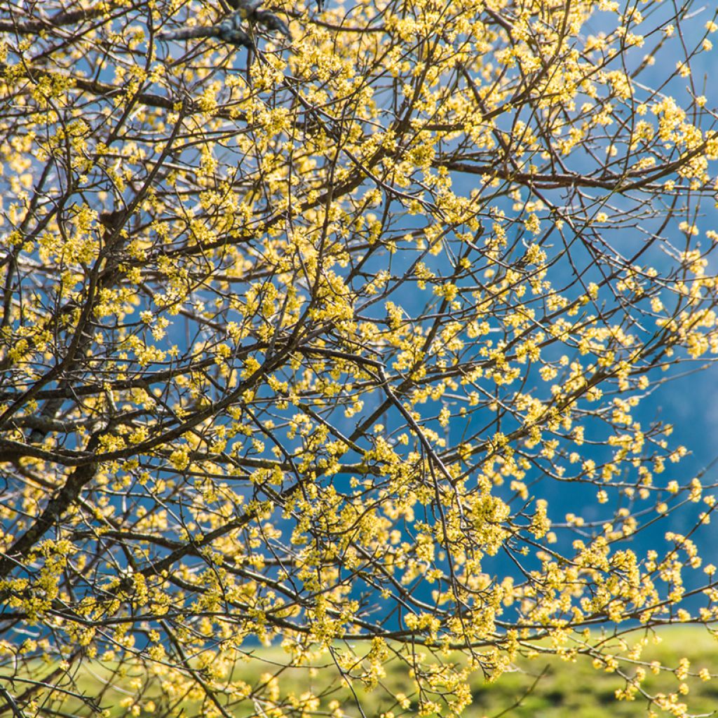 Cornus mas - European Cornel