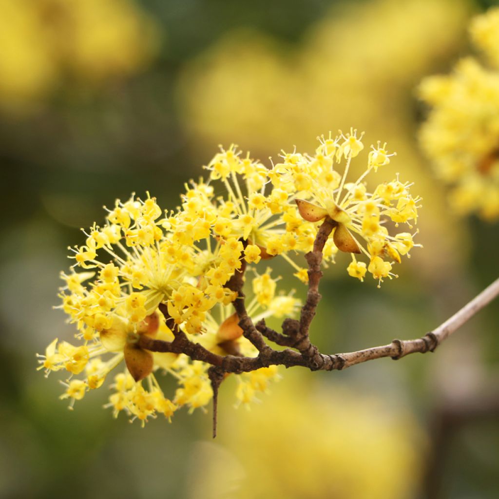 Cornus mas - European Cornel