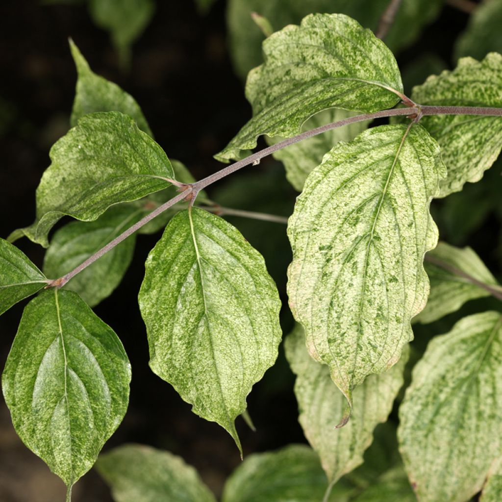 Cornus mas Happy Face - European Cornel